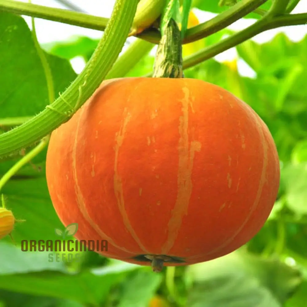 Cucurbita Pumpkin Seeds for Home Garden, Large and Healthy Pumpkin Seeds