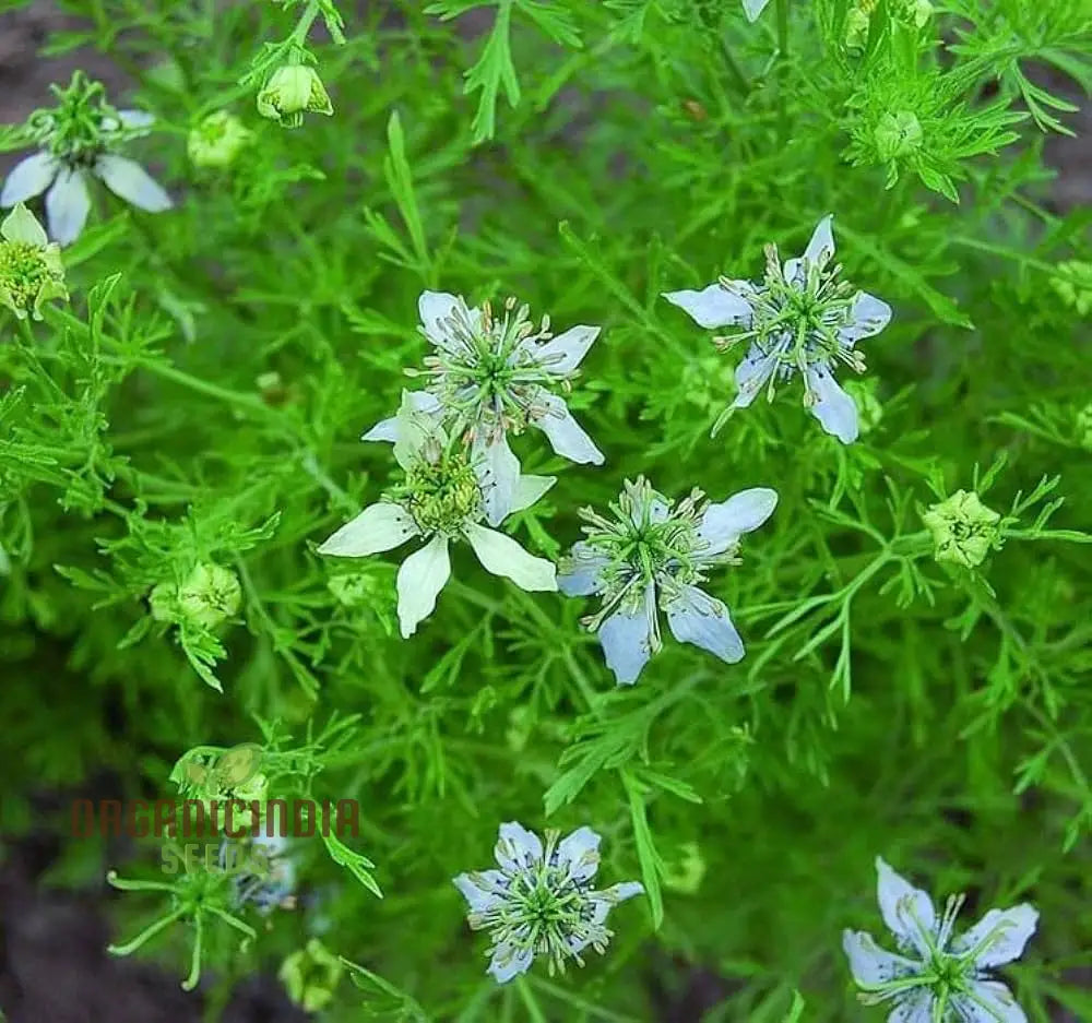 Cumin Seeds in Well-Drained Soil – Perfect for Organic Herb Gardens