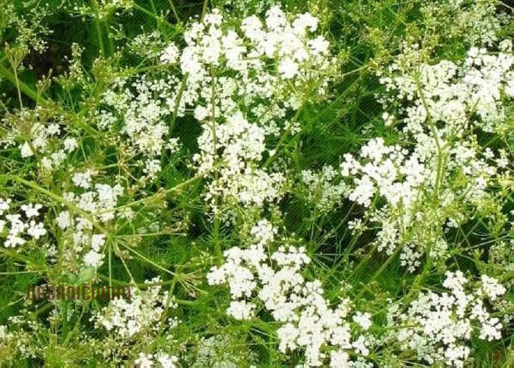 Young Cumin Plants Grown from Seeds – Organic Gardening Variety