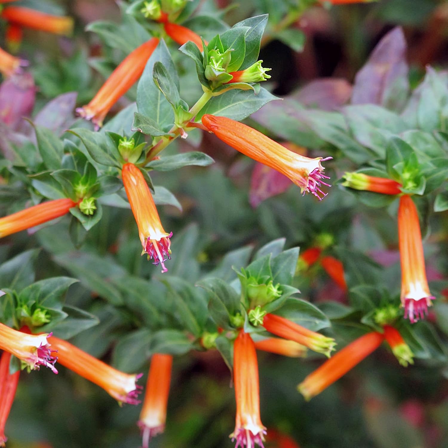Cuphea Firecracker Plant Seeds with vibrant red tubular blooms for pollinator gardens