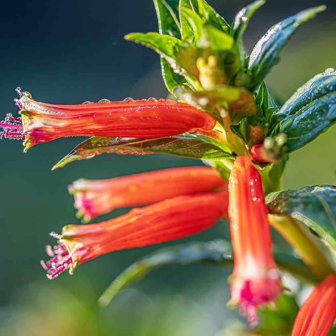 Cuphea Firecracker Seeds attracting hummingbirds and pollinators