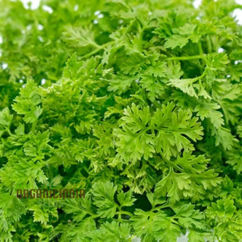 Curled Chervil Growing in Kitchen Herb Garden