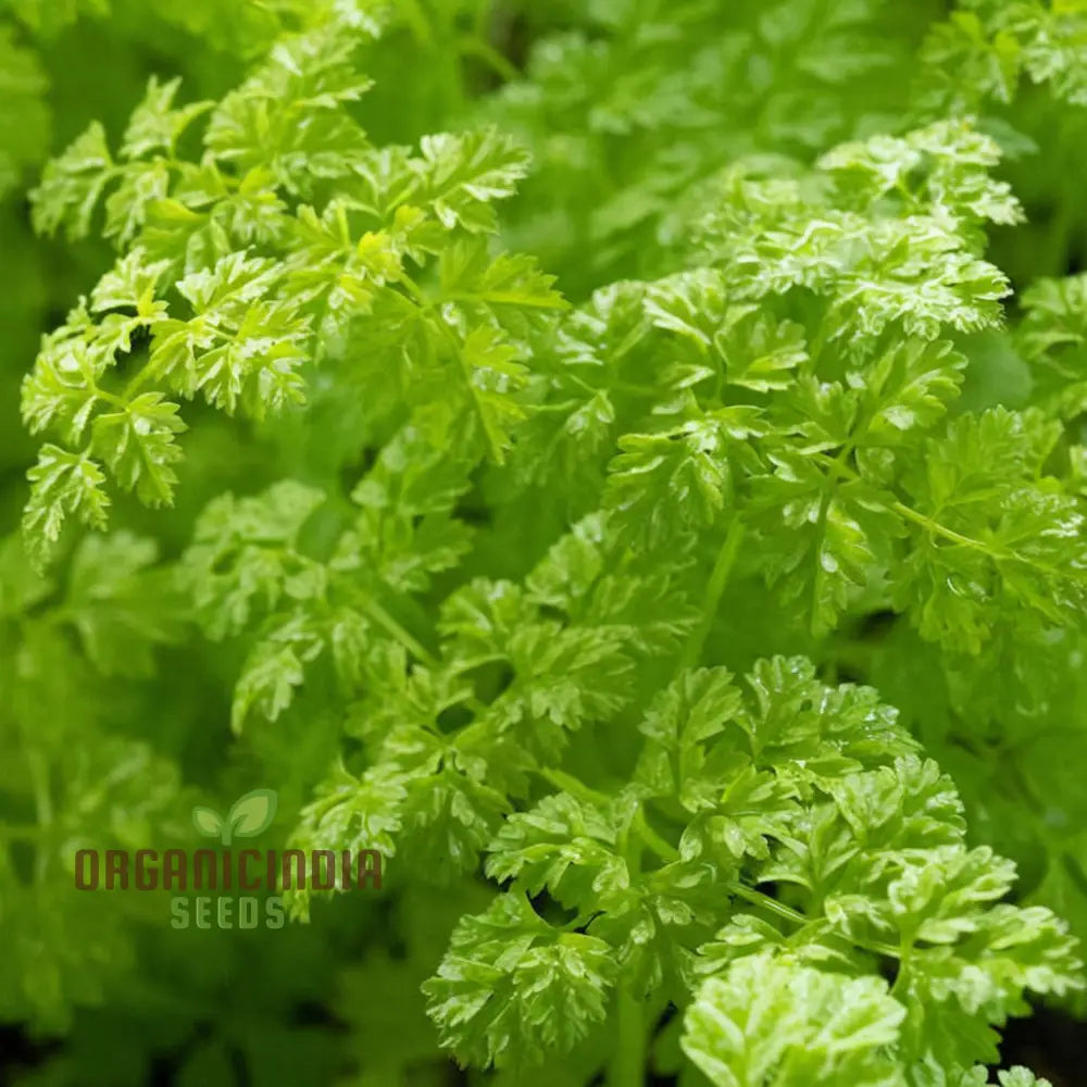 Curled Chervil Seeds for Planting, Heirloom Herb Seeds