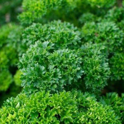 Curled Parsley Seedlings Growing in Garden for Culinary Use
