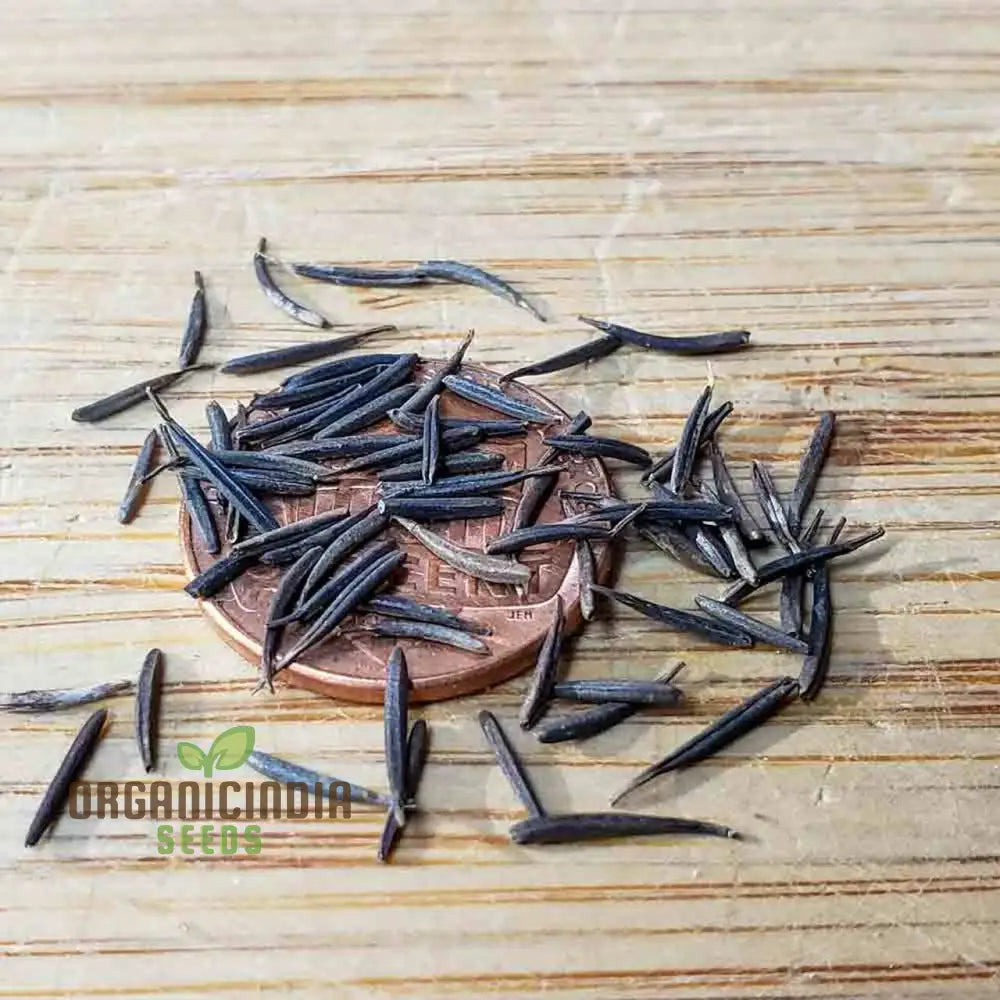 Curled Chervil Seeds for Cool Season Growth and Easy Planting