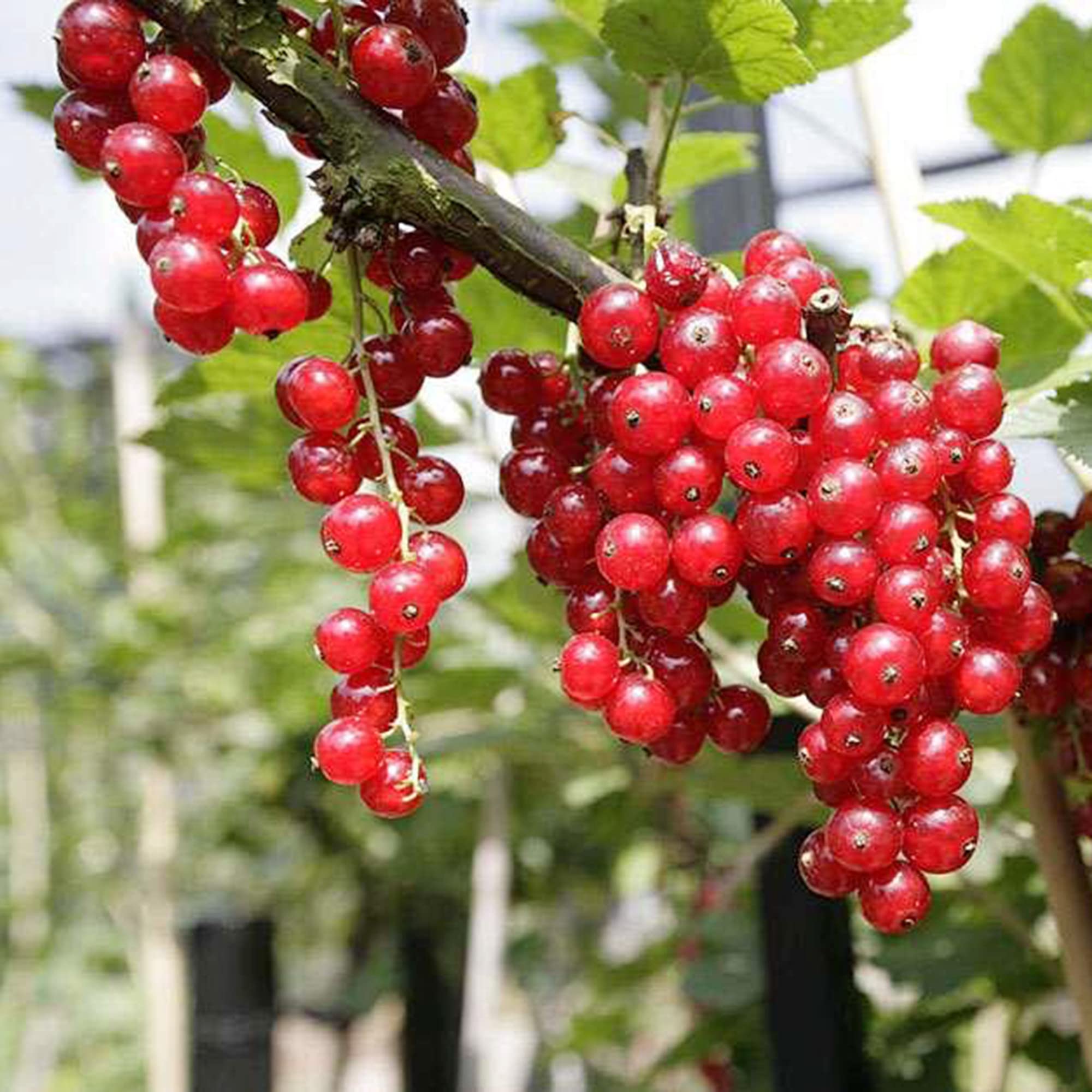 Red Wax Currant Shrub Growing in Garden Landscape