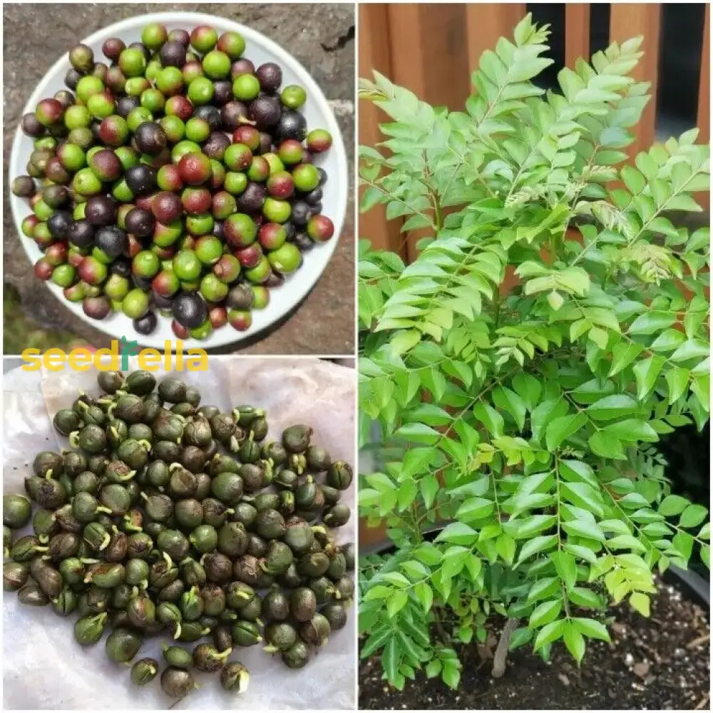 Harvested Curry Leaves, Organic Homegrown Culinary Herb Seeds