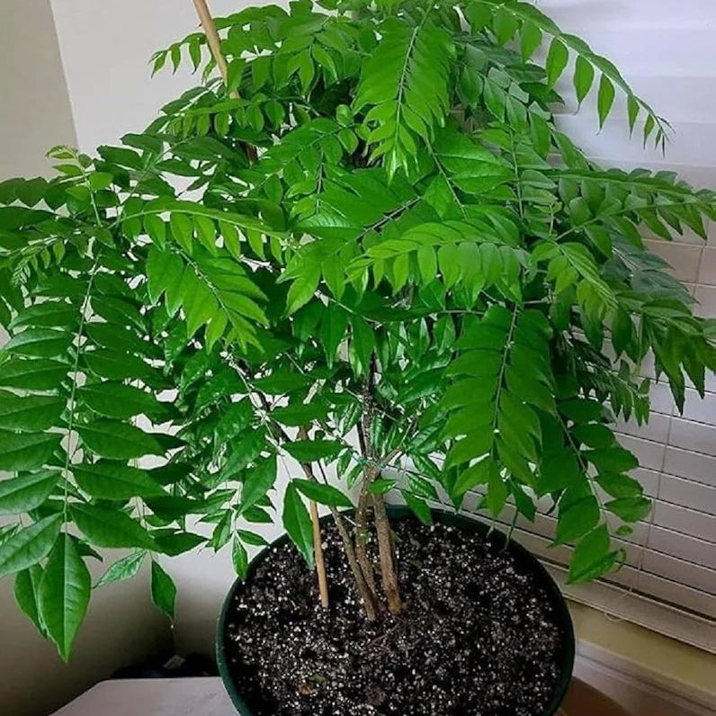 Curry Leaf Planting Guide for Home Garden Growth