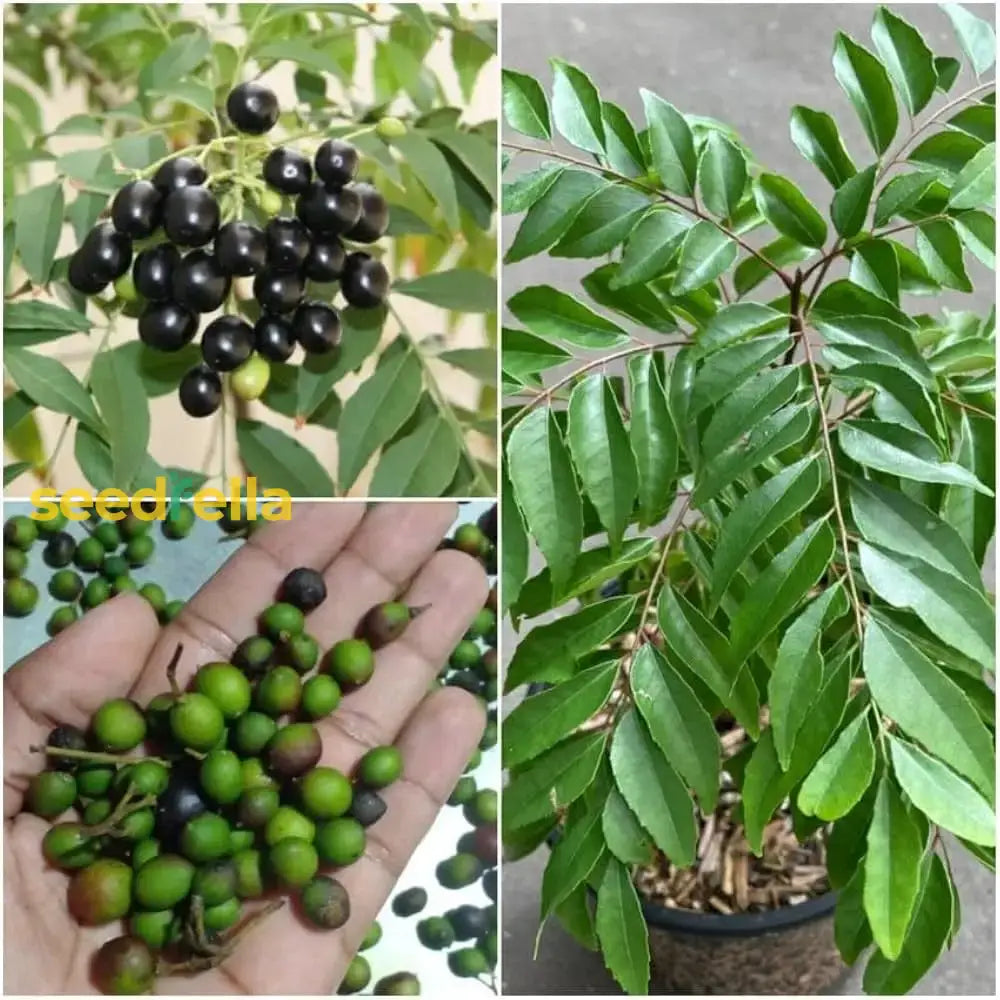 Curry Leaf Seeds Murraya Koenigii Herb Seeds for Planting