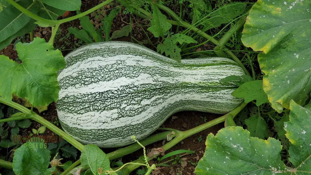 Cushaw Green-Striped Pumpkin Vines Growing in Garden from Seeds