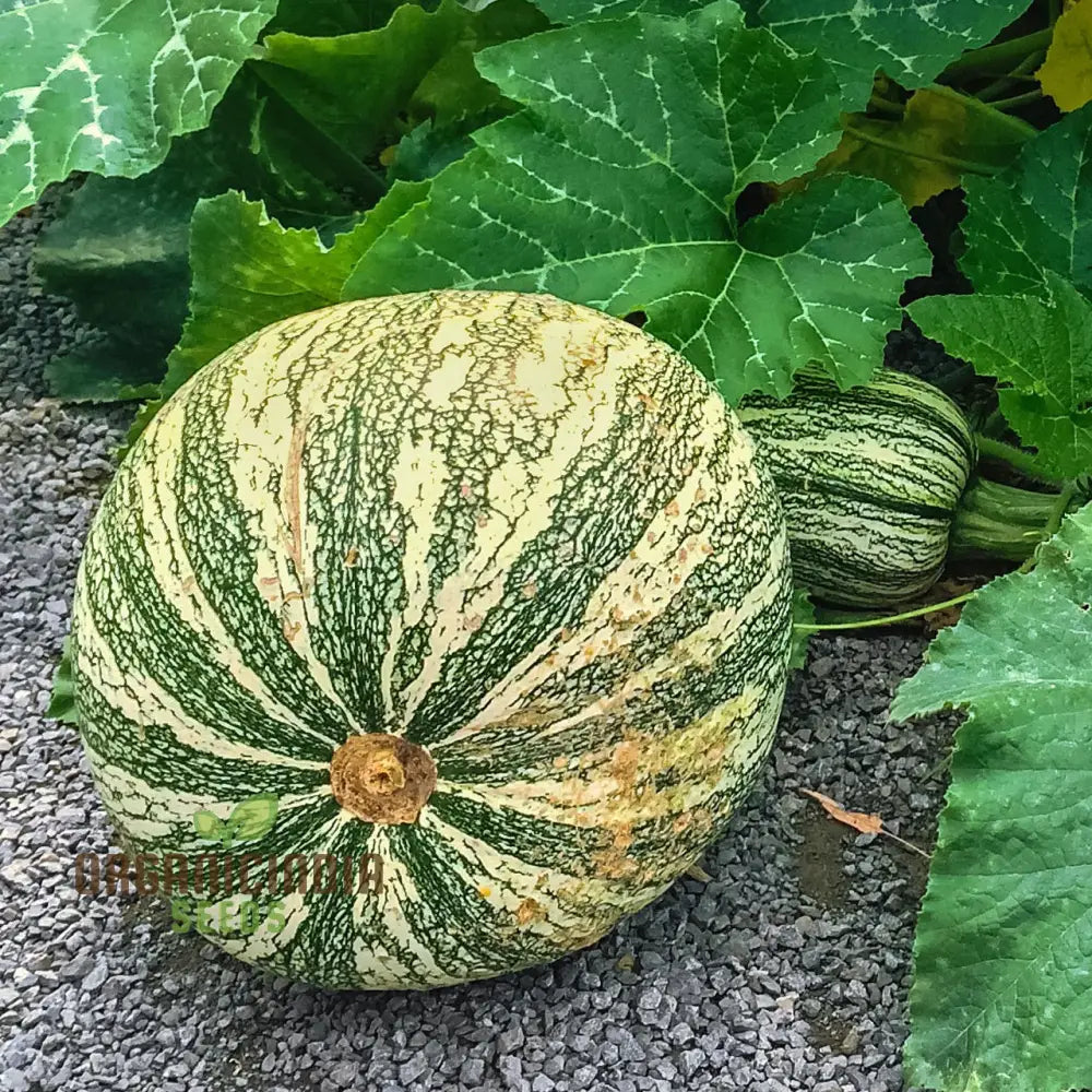 Mature Cushaw Green-Striped Pumpkins on Vine, Heirloom Variety