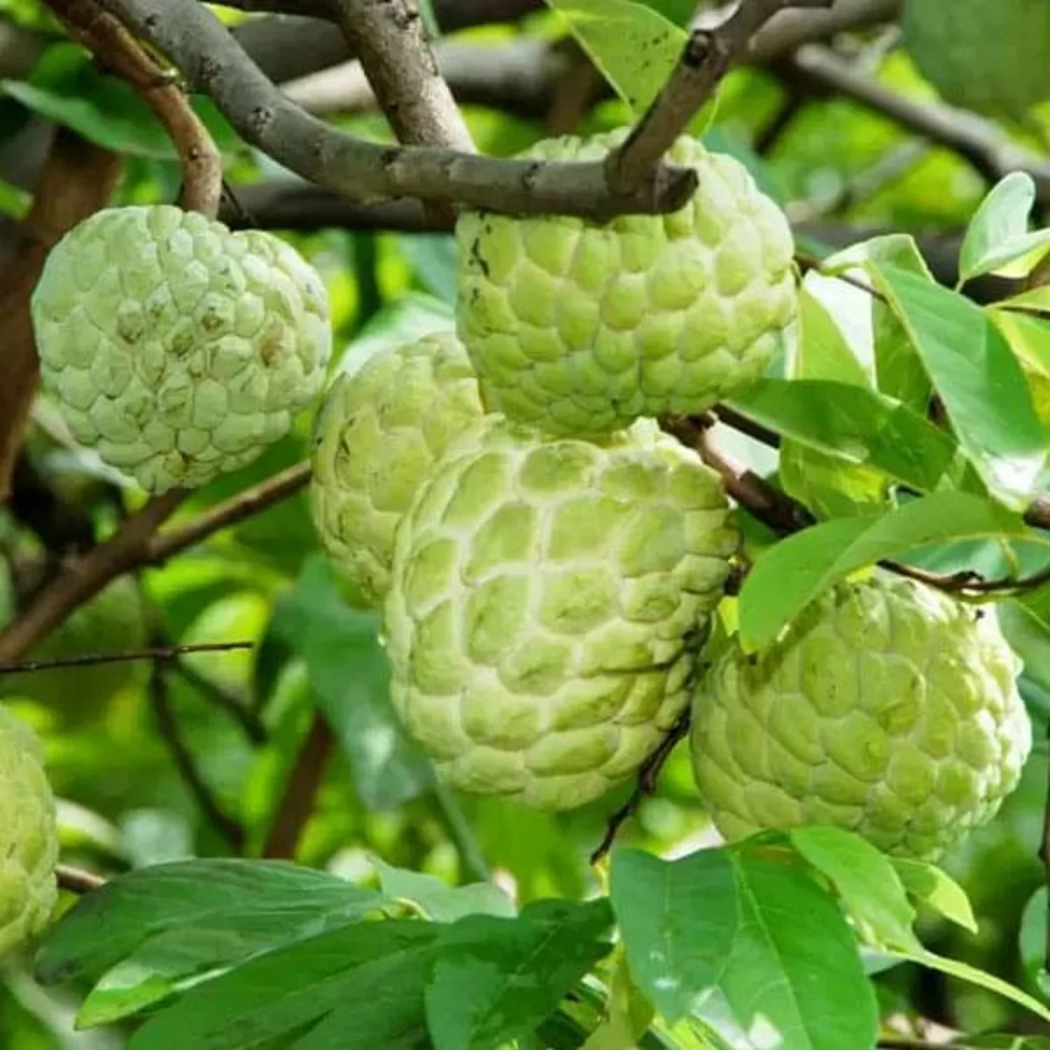 Custard apple seeds for planting tropical sweet fruit trees