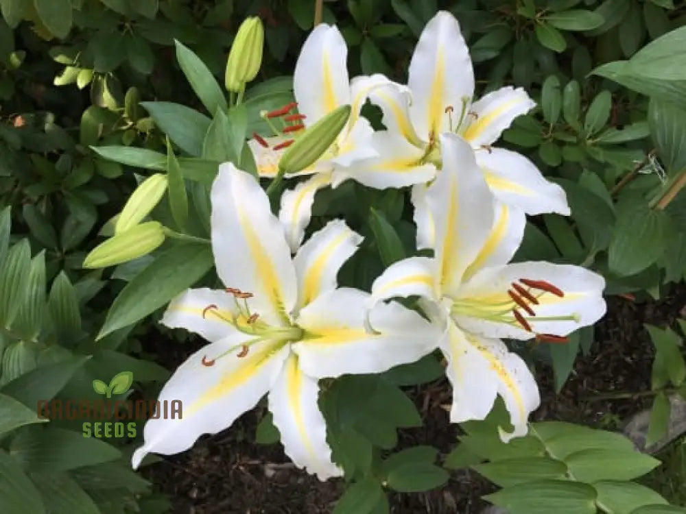 Cut flower lily seeds yellow and white blooms