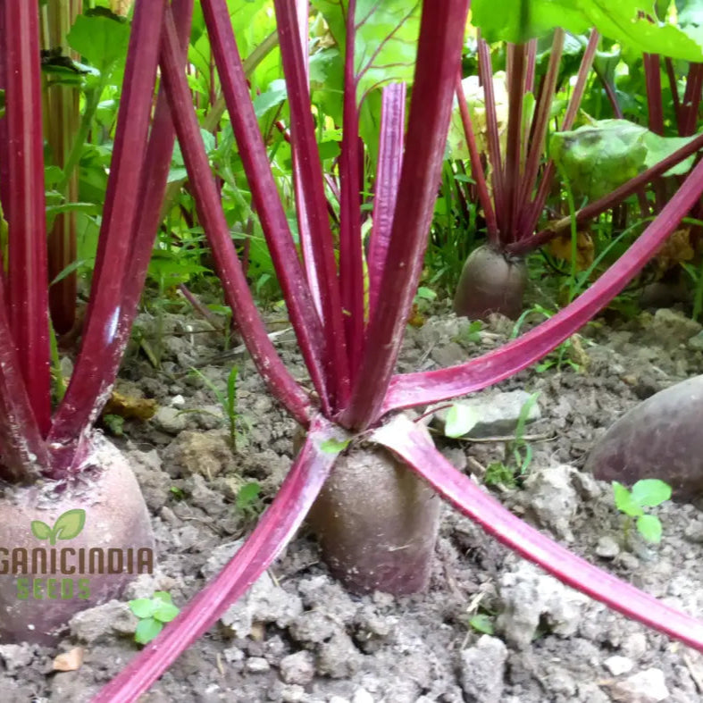 Cylindra Beetroot Seeds for Garden, High-Yield Easy-to-Grow Beet Seeds