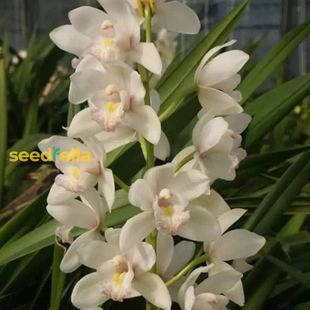 Cymbidium Goeringii White Orchid Seeds for Garden Planting