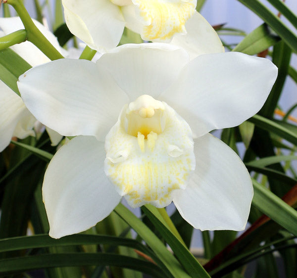 Premium Quality Cymbidium Orchid Seeds for Pots and Containers