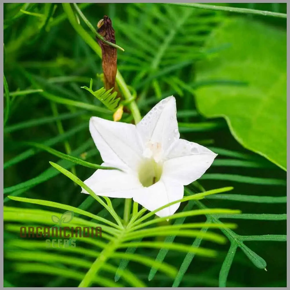 Cypress Vine White Flower Seeds for Trellises and Fences