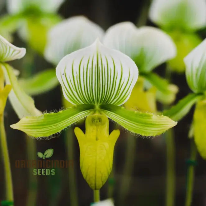 Cypripedium seeds germinating in seed tray