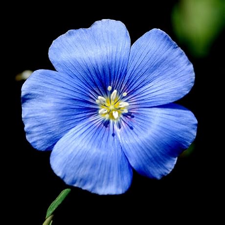 Graines de fleurs de géranium bleu, fleurs rares et vibrantes, faciles à cultiver, non-OGM