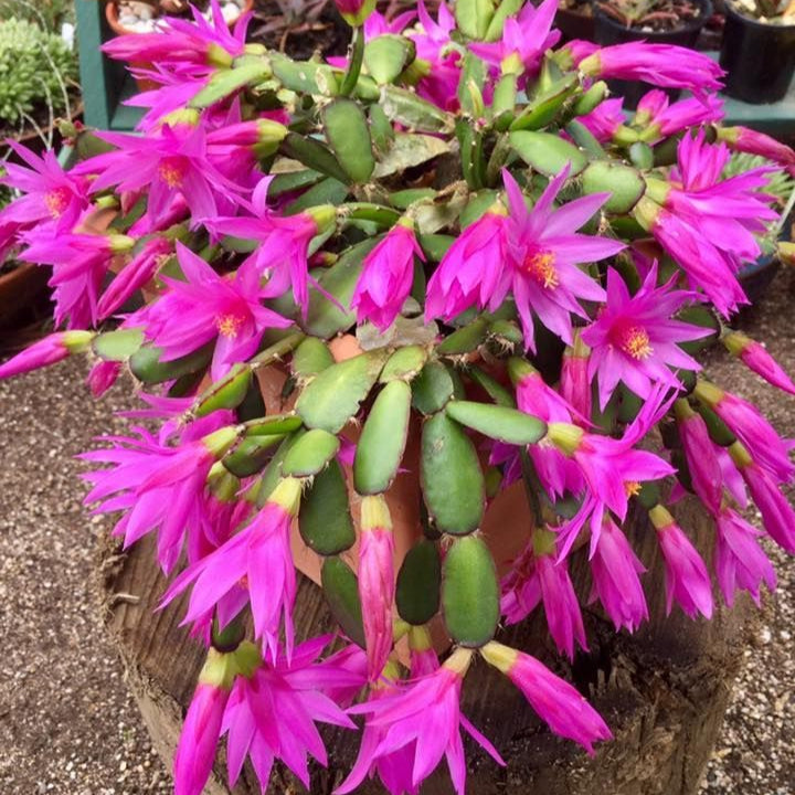 Brahma Kamal Blumenpflanzensamen (Königin der Nacht) Saussurea Obvallata für den Rasen im Hausgarten – Prunus Serrulata Samen zum Anpflanzen und Gärtnern