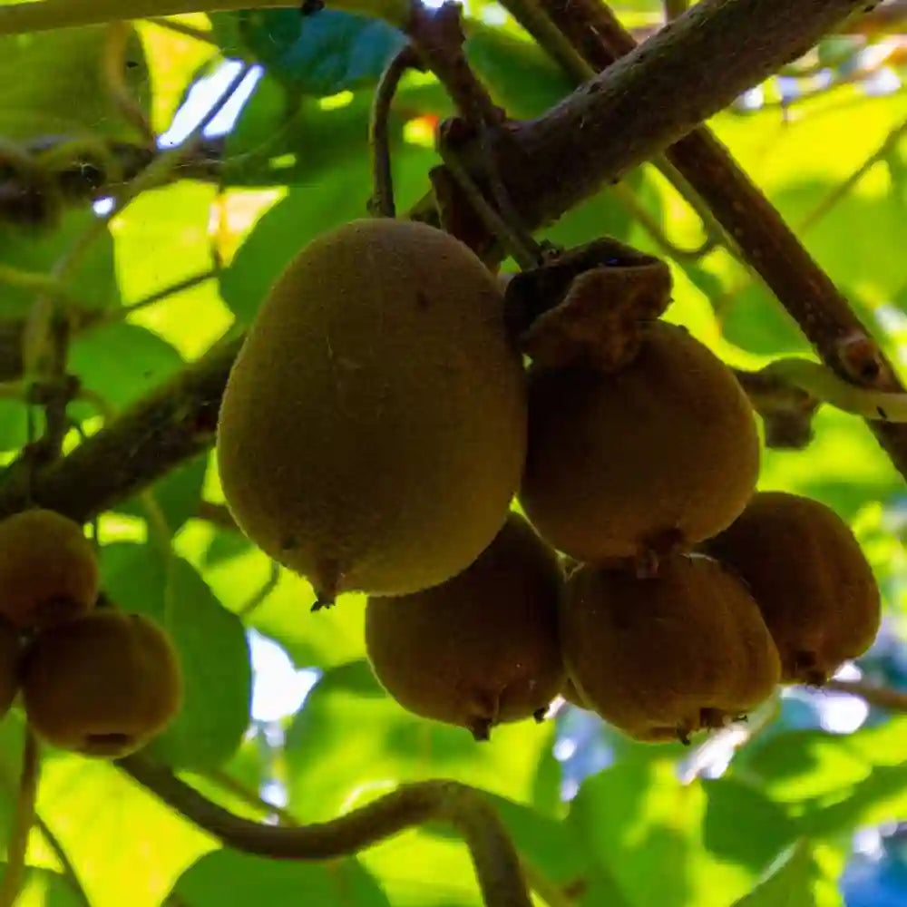 Abbott Kiwi Seeds for Planting – Grow Delicious & Juicy Kiwi Fruits