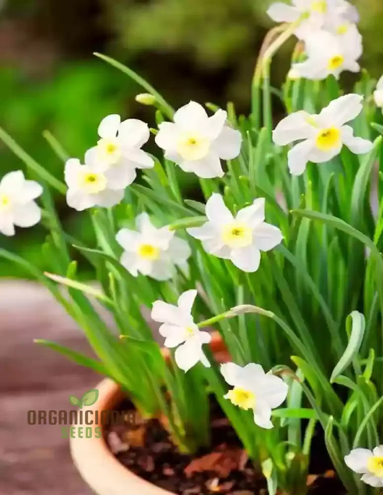 Nargis Daffodil Mix seeds grown in pots or containers