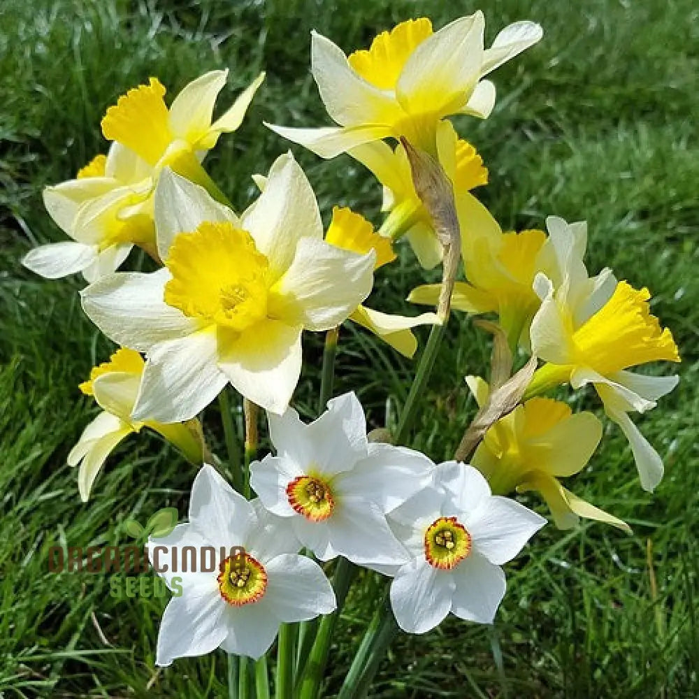 Nargis Daffodil Mix seeds packet for spring garden flowers