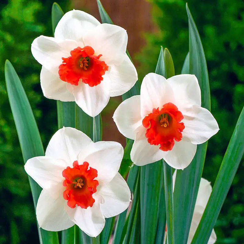 Daffodil Seedling from White and Red Seeds, Easy-to-Grow Spring Plant