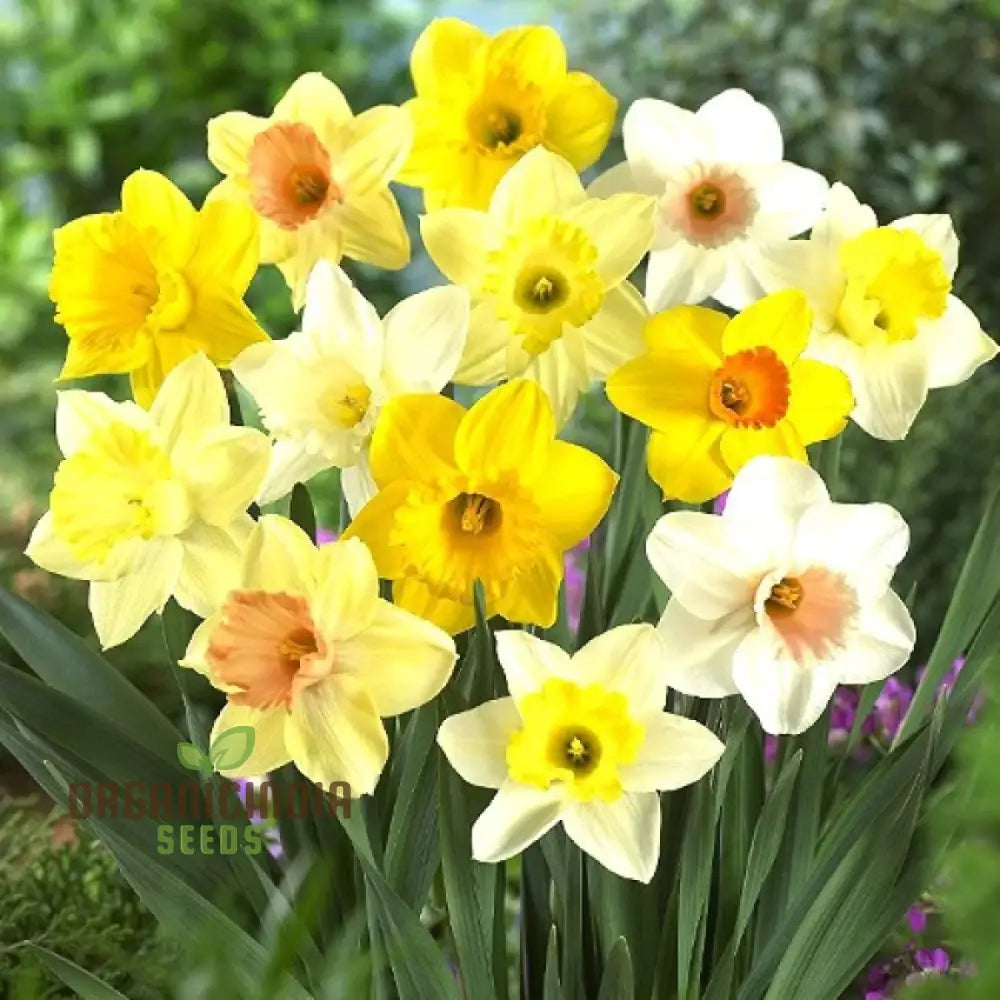 Nargis Daffodil Mix seeds blooming in garden beds