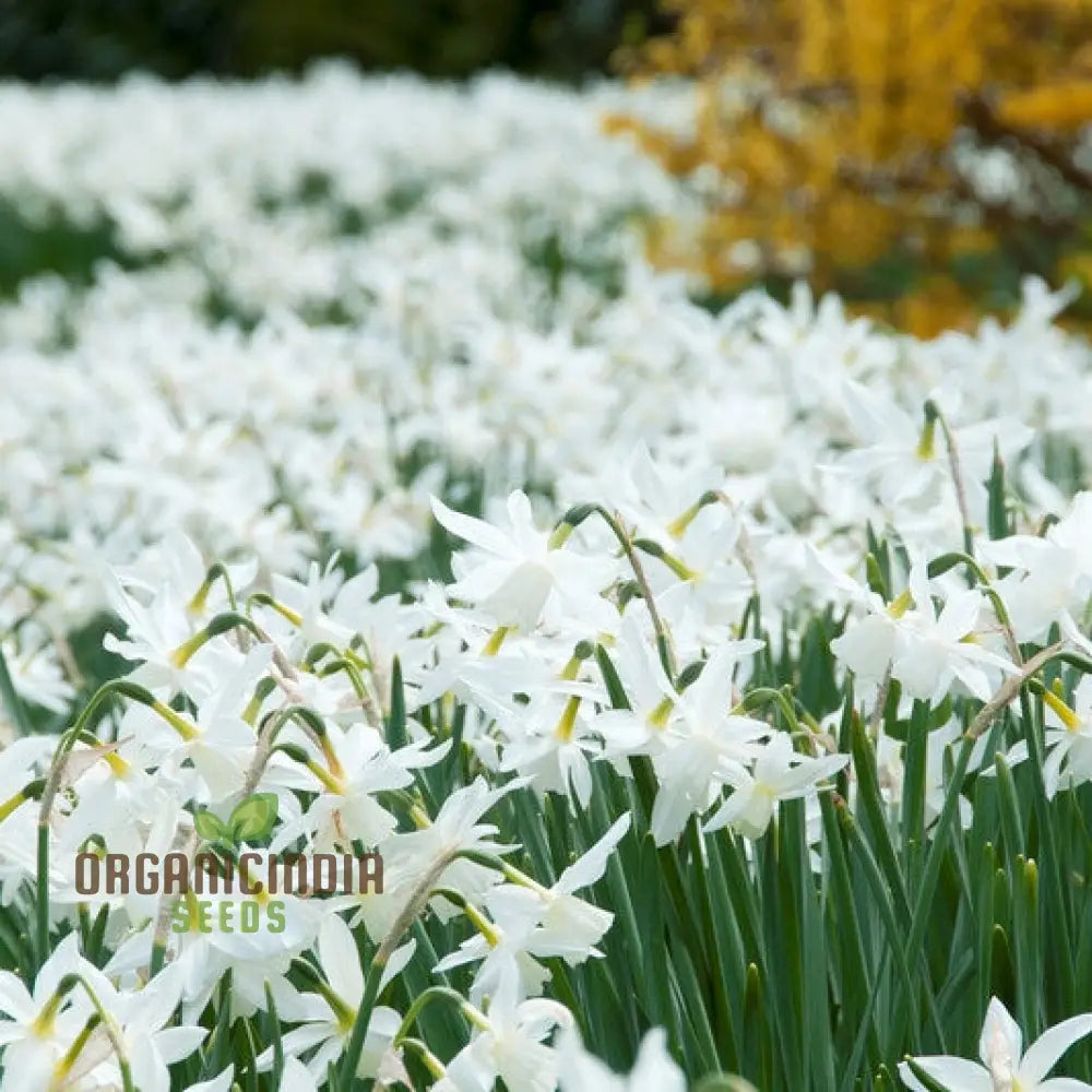 Mature Thalia White Daffodil plant in garden display