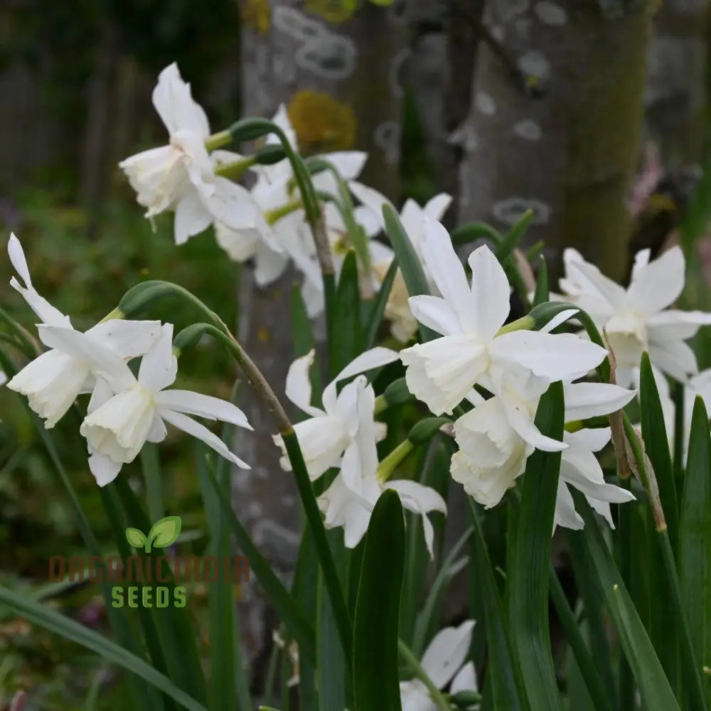 Narcissus Thalia seedlings grown from seeds for garden beds
