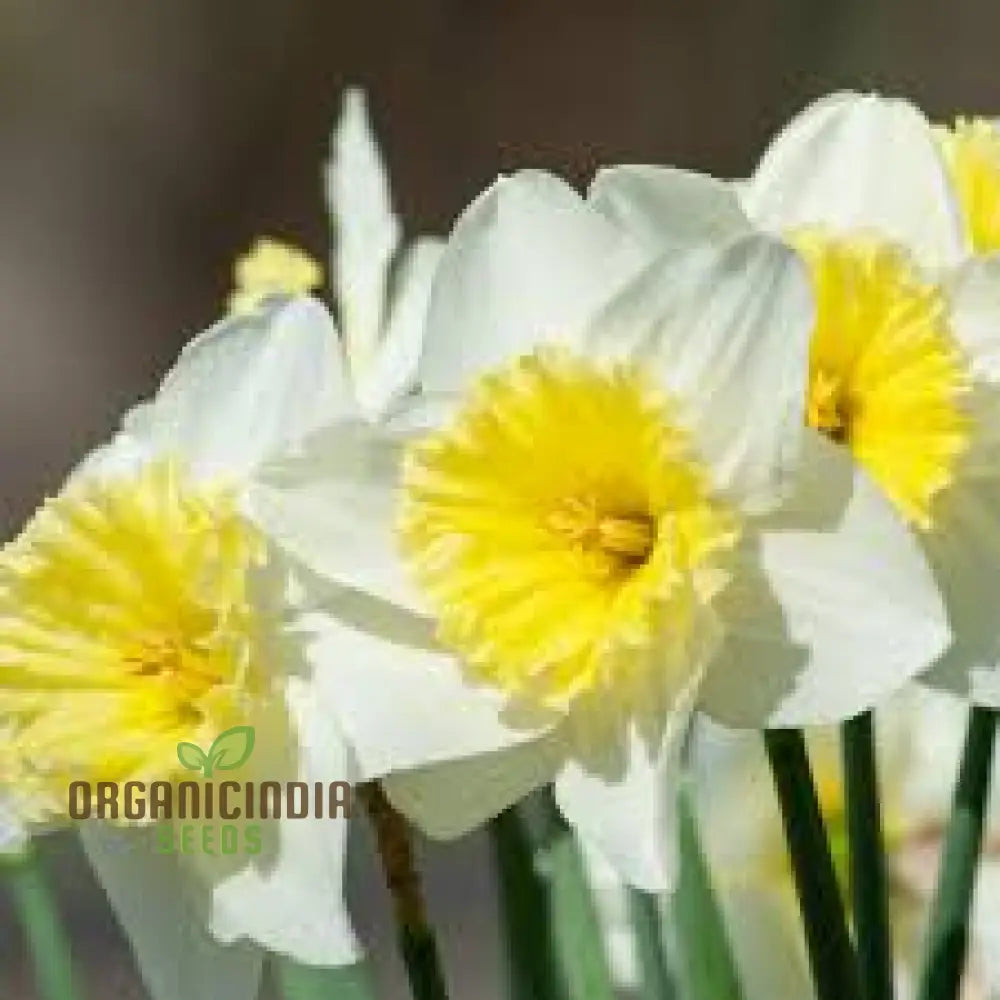 Yellow Daffodil seeds for planting perennial spring flowers
