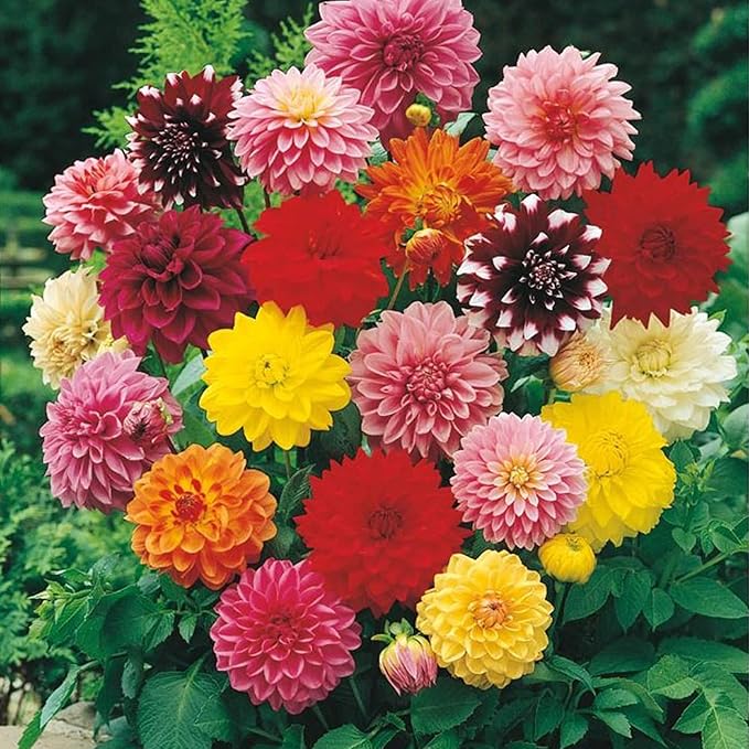 Dinnerplate Dahlia Seeds for Garden Beds, Patio, and Cut Flowers