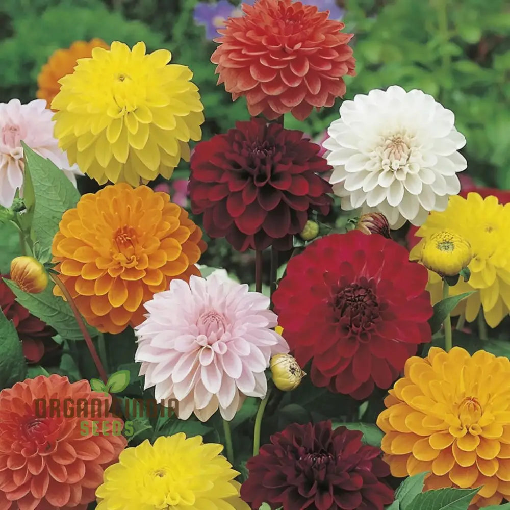 Double Dahlia Mixed Flowers in Pot Container