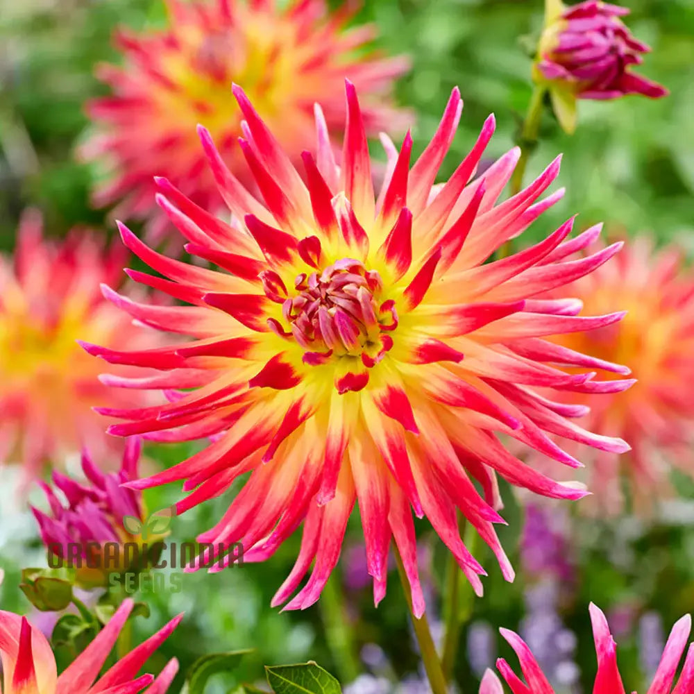 Dahlia Electric Flash garden seeds for vibrant displays