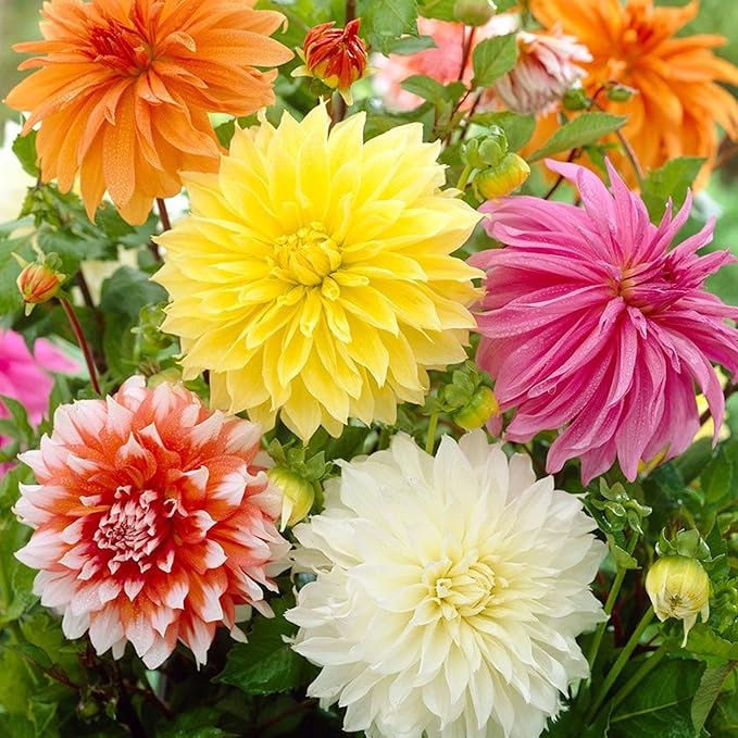 Dinnerplate Dahlia Plants in Garden Bed from Seeds