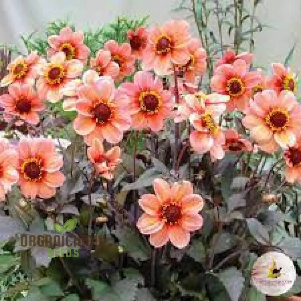 Dahlia Happy Single Kiss 3Lt Potted Plant For Stunning Garden Display - Perfect Gardening