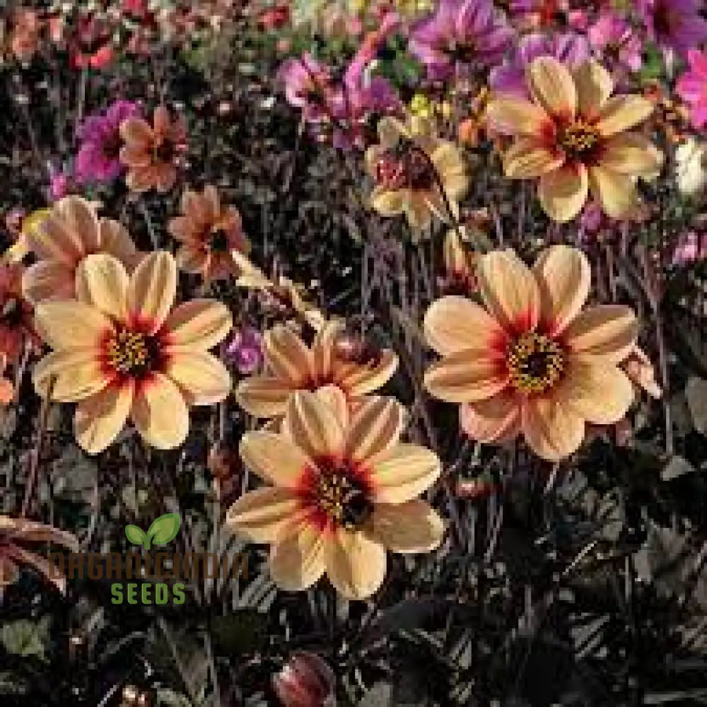 Dahlia Happy Single Kiss 3Lt Potted Plant For Stunning Garden Display - Perfect Gardening