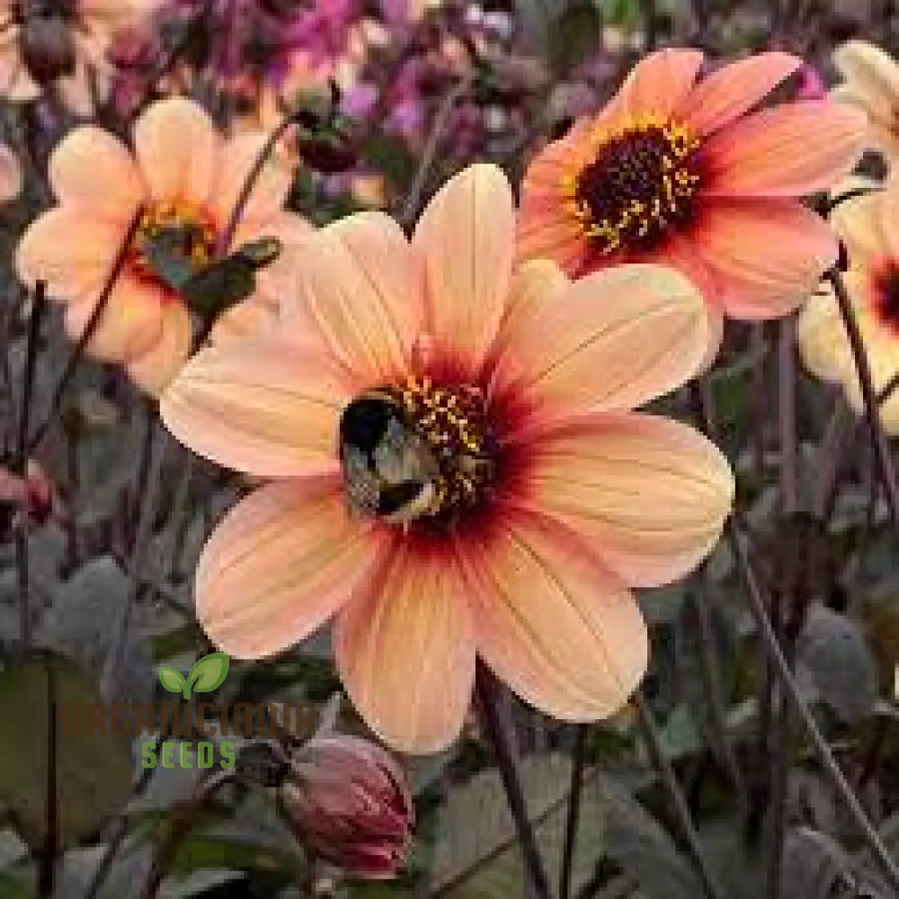 Dahlia Happy Single Kiss 3Lt Potted Plant For Stunning Garden Display - Perfect Gardening