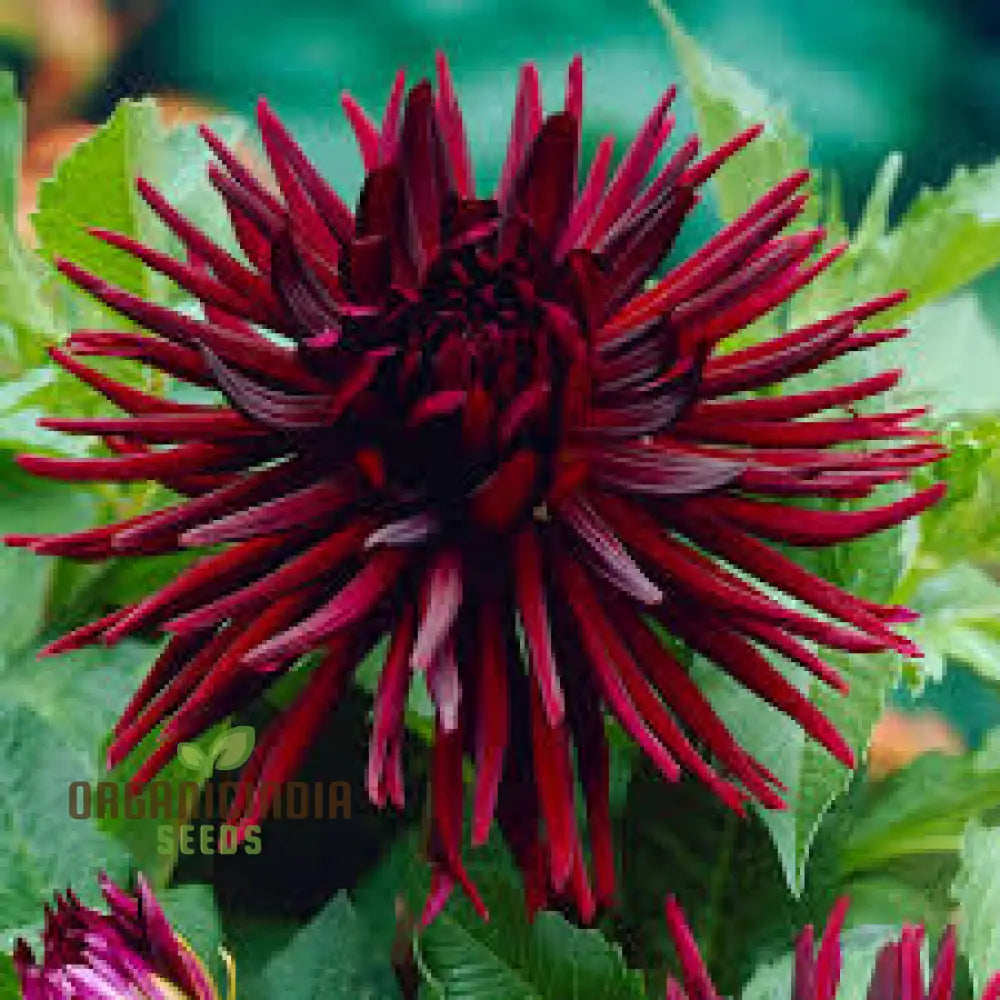 Dahlia Nuit D’ete 3Lt Potted Plant - Premium Quality For Gardening Enthusiasts Ideal Seeds And