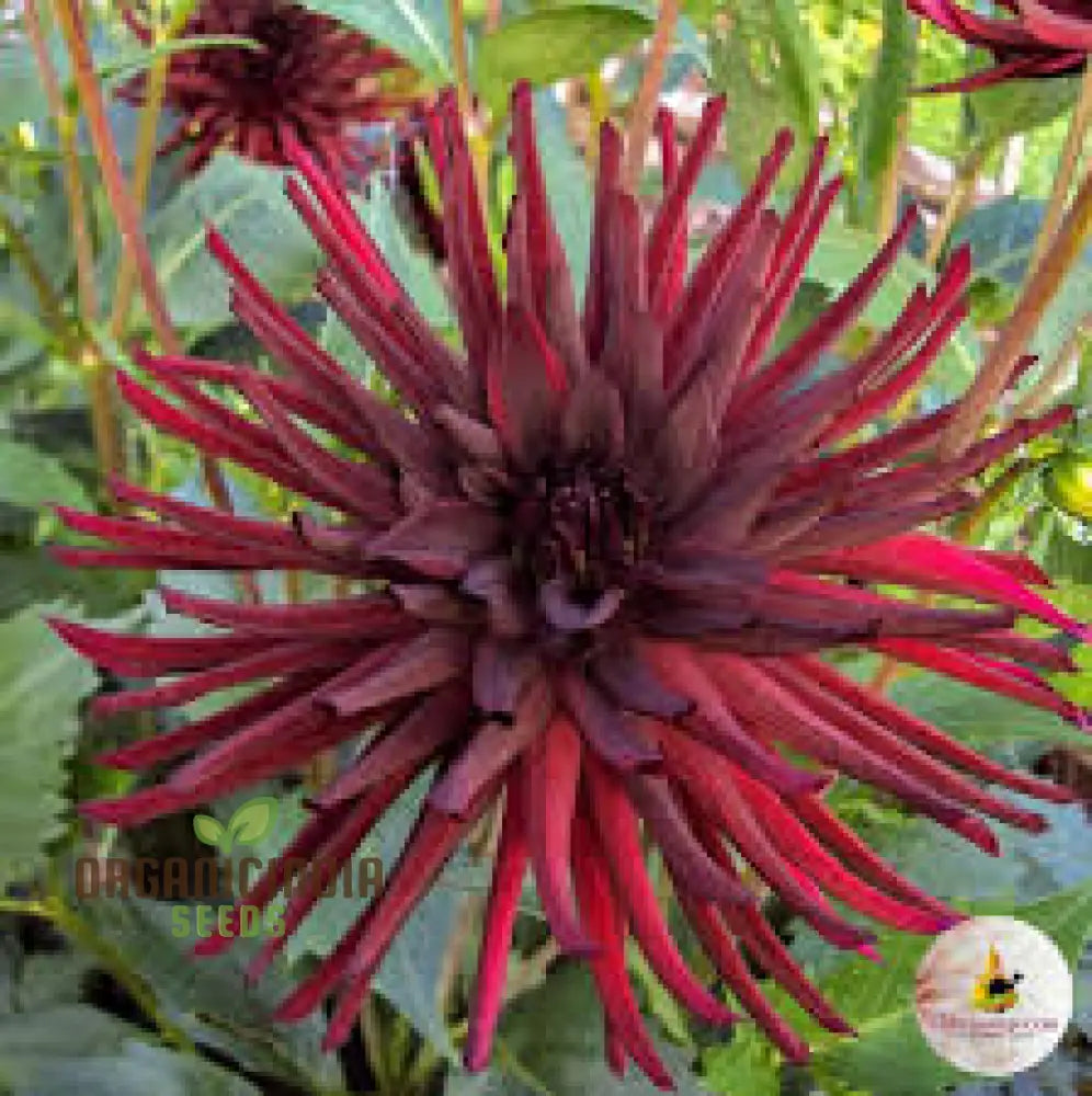 Dahlia Nuit D’ete 3Lt Potted Plant - Premium Quality For Gardening Enthusiasts Ideal Seeds And