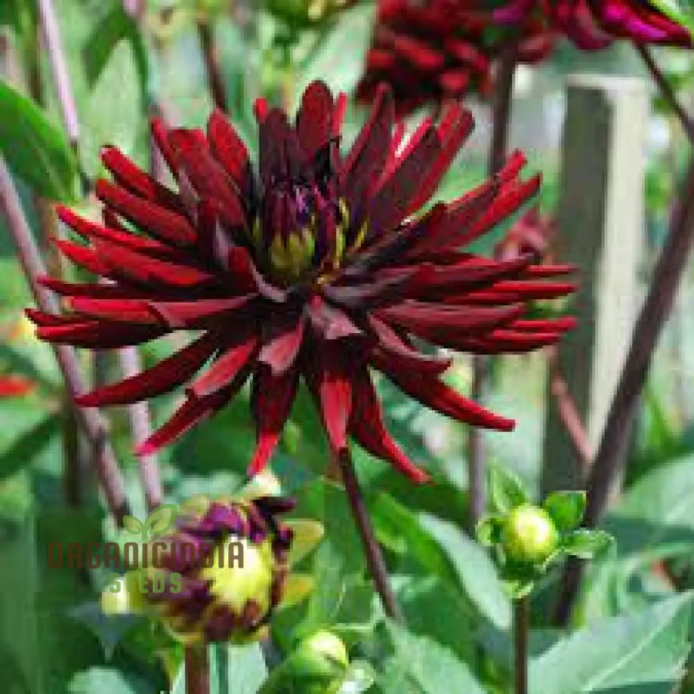 Dahlia Nuit D’ete 3Lt Potted Plant - Premium Quality For Gardening Enthusiasts Ideal Seeds And