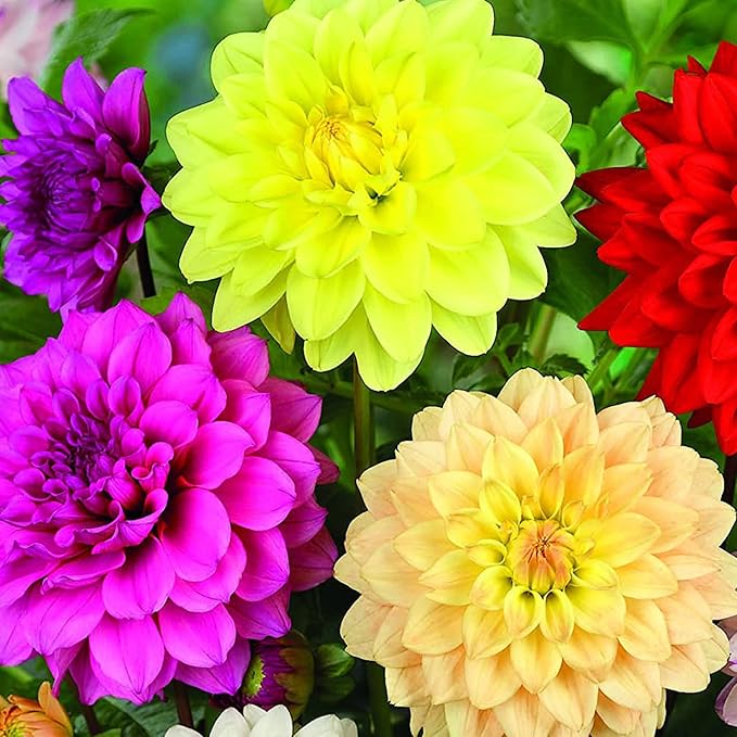Dinnerplate Dahlia Flowers Attracting Pollinators from Seeds