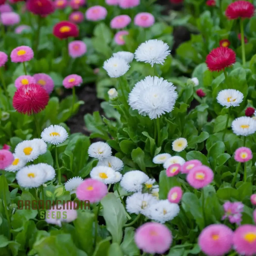 Daisy Double Flowered Mixed Seeds for Vibrant Garden Planting