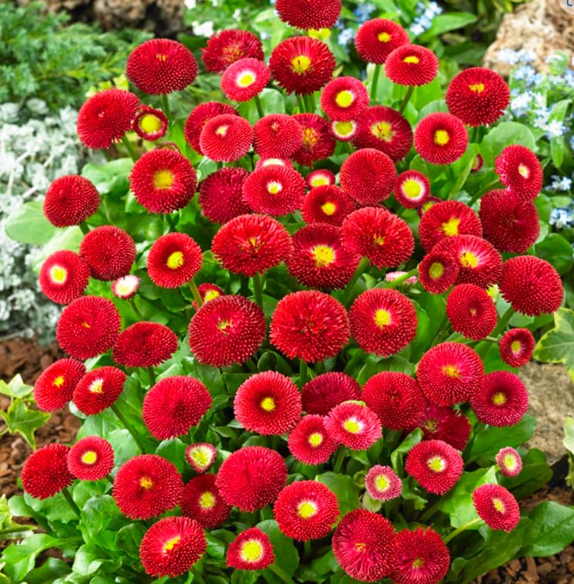 Daisy Pomponet Red Seeds for Vibrant Garden Blooms