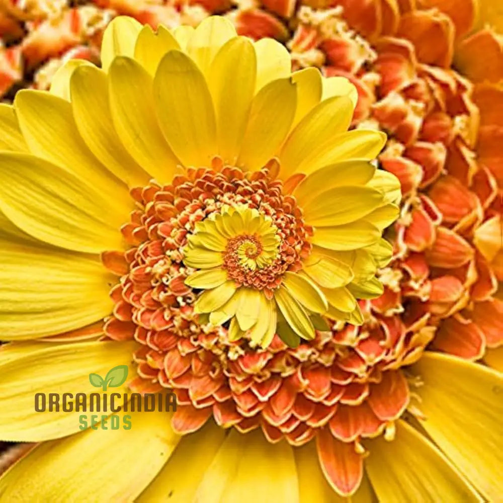 Daisy seeds for planting yellow and orange garden plants
