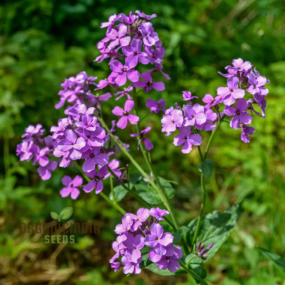 Dames Rocket Flower Seeds For Planting - Perfect Gardening Enthusiasts Premium Quality