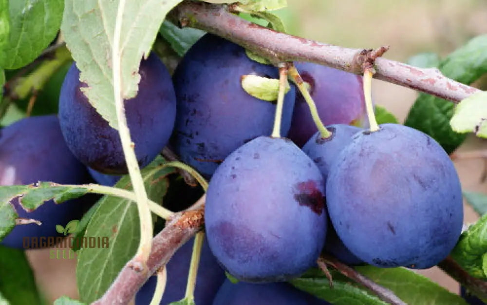 Damson Seeds For Gardening - High-Quality Your Garden