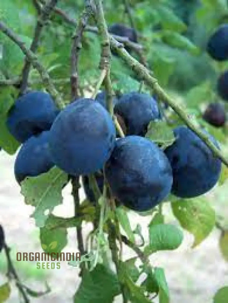 Damson Seeds For Gardening - High-Quality Your Garden