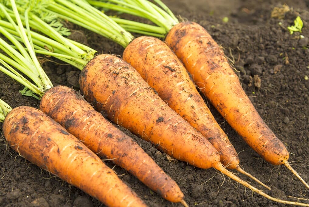 Danvers 126 Carrots Growing in Container from Seeds, Home Garden Carrots
